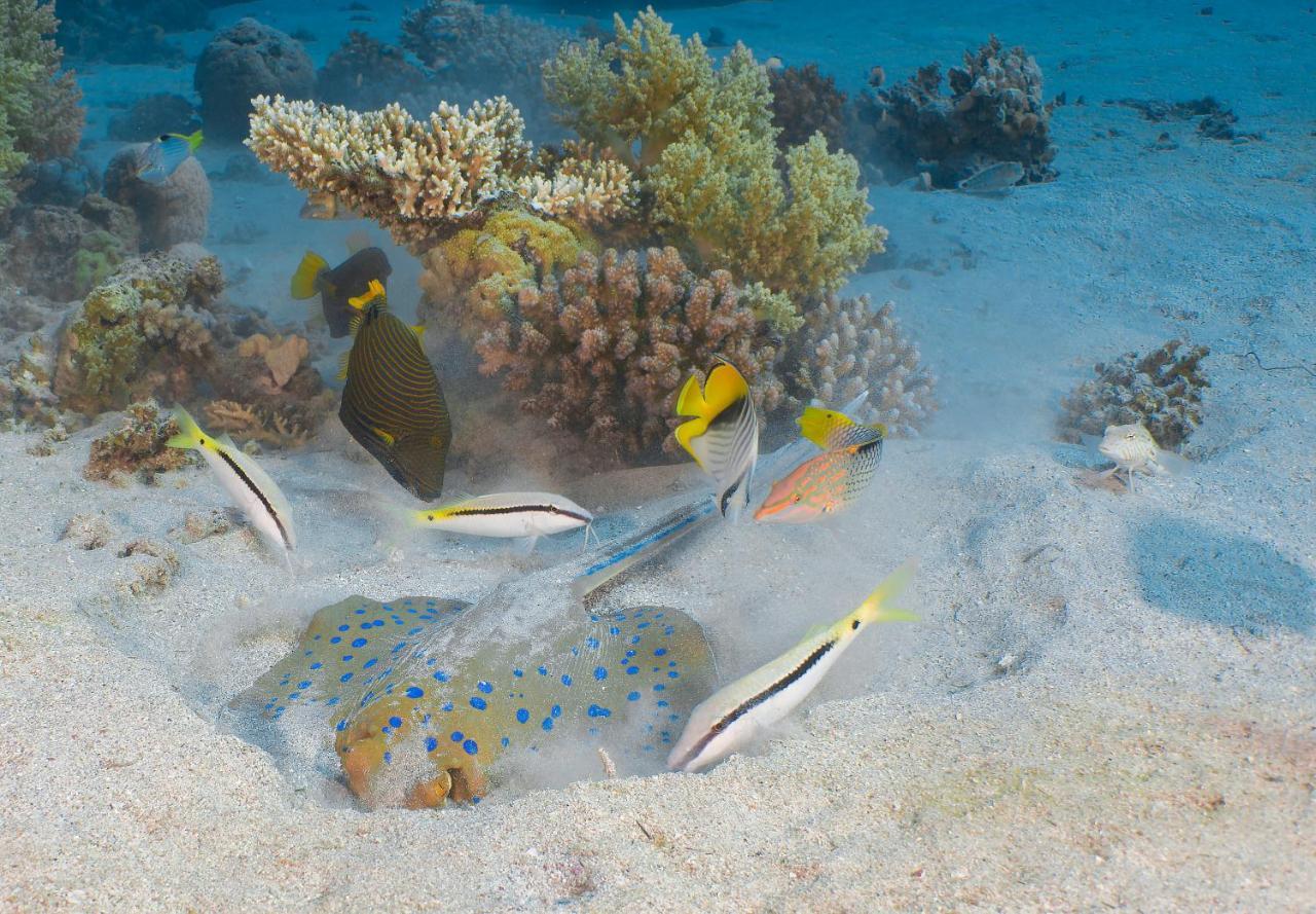 Aqaba Adventure Divers Resort & Dive Center Exterior foto